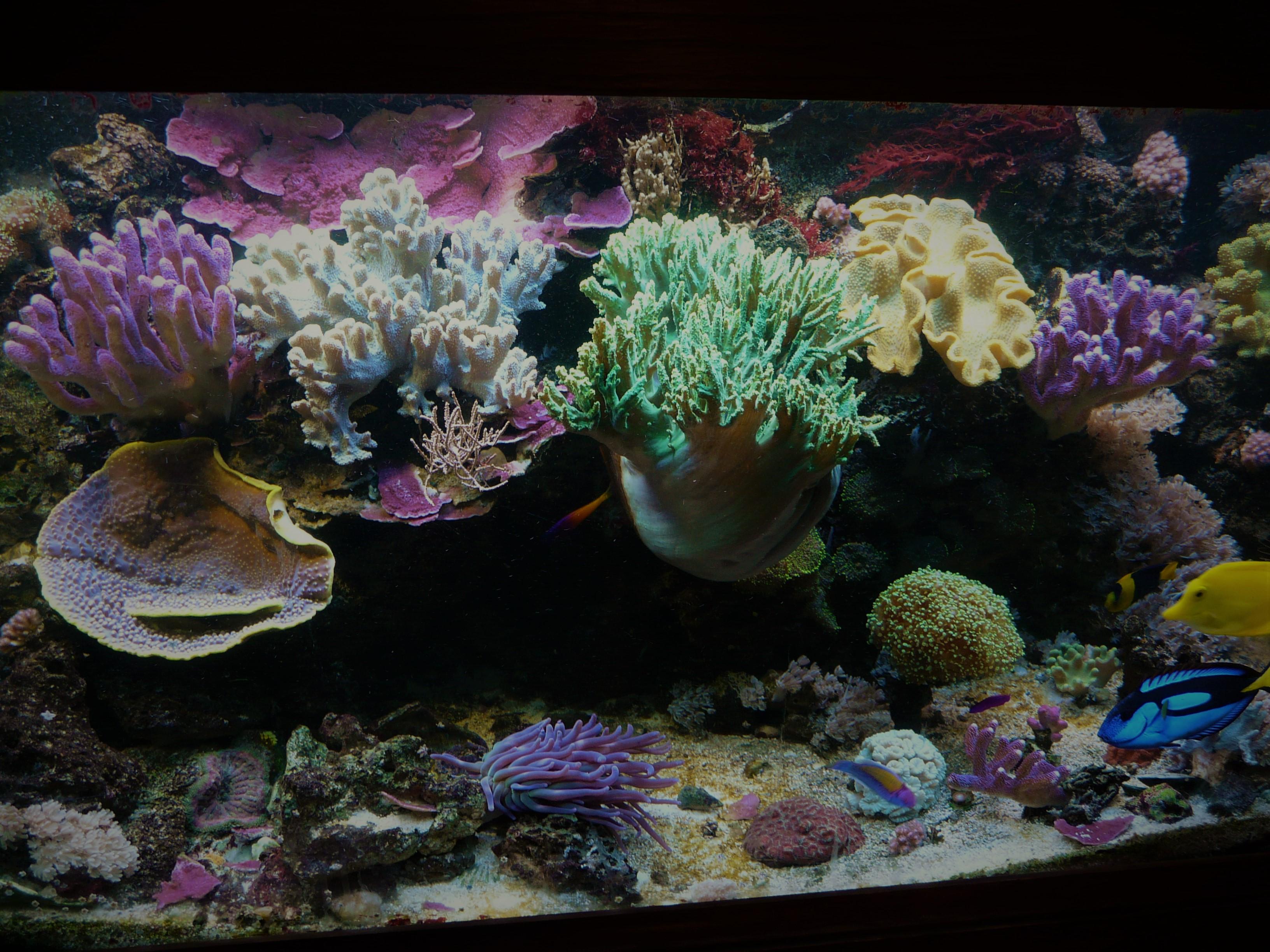 Tampilan setup soft coral tank